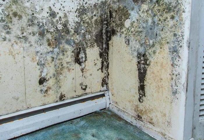 The Hidden Dangers of Mold and How to Safeguard Your Living Space